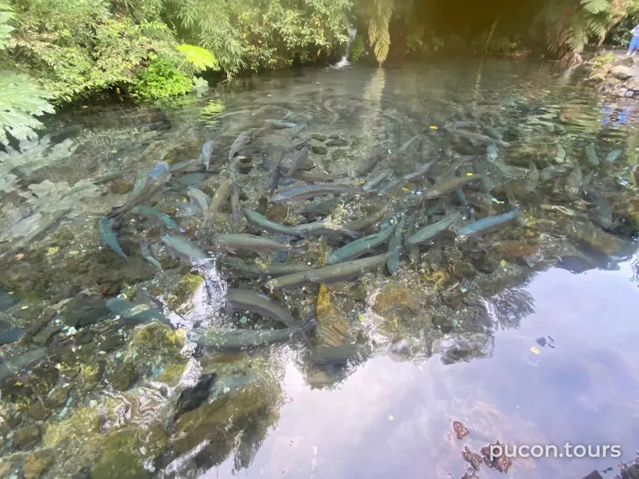 Mirador de Peces
